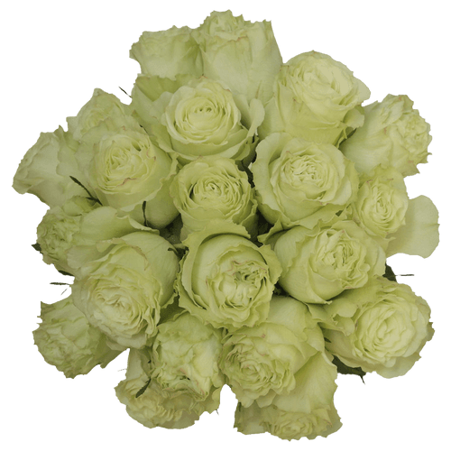 50 Stems Of Lemon Green Limonada Roses- Beautiful Fresh Cut Flowers- Express Delivery