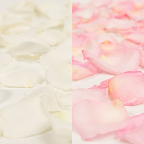Rose Petals 3 Bags Of White And Pink Farm Direct Fresh Cut Flower Petals By Bloomingmore