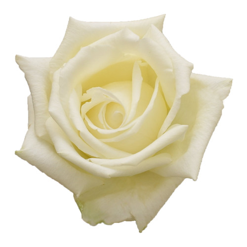Vitality White Garden Rose 40 Cm - Fresh Cut Flowers - 36 Stems By Bloomingmore