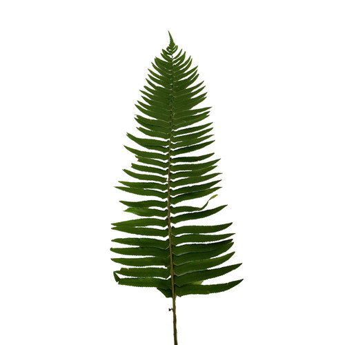 Flat Fern - Fresh Cut - 150 Stems