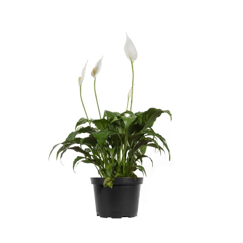 6 Inch Peace Lily - Beautiful White Flowers - Detoxifies Air