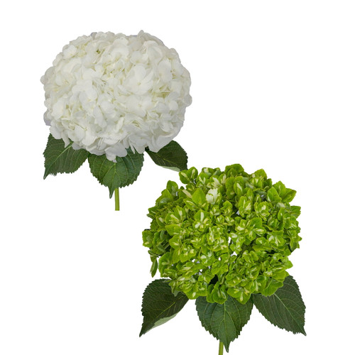 White And Emerald Variegated Hydrangeas - Fresh Cut Flowers - 30 Stems - By Bloomingmore