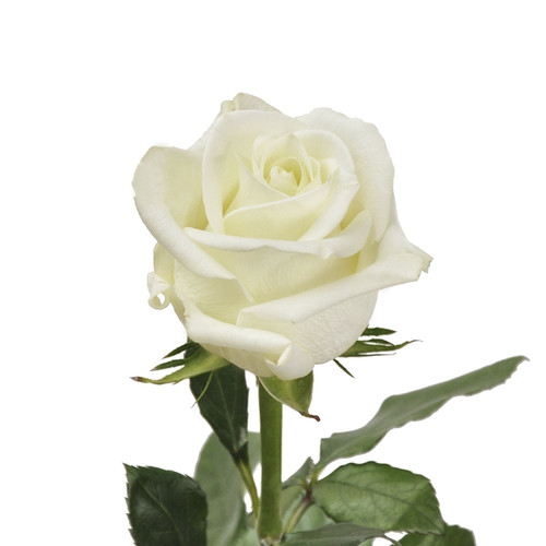 White Roses - 60 Cm - Fresh Cut Flowers - 50 Stems - By Bloomingmore