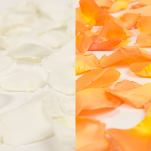 Rose Petals 3 Bags Of White And Orange Farm Direct Fresh Cut Flower Petals By Bloomingmore
