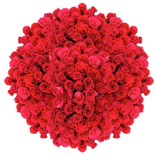 250 Stems Of Wild One Roses- Fresh Flower Delivery