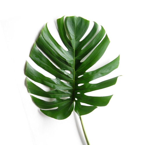 Monstera Deliciosa Small - Fresh Cut - 80 Stems