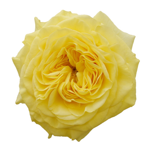 Garden Roses 36 Stems Of 40 Cm Yellow Farm Direct Fresh Cut Flowers By Bloomingmore