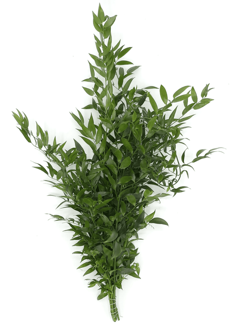 Fresh And Natural Italian Ruscus