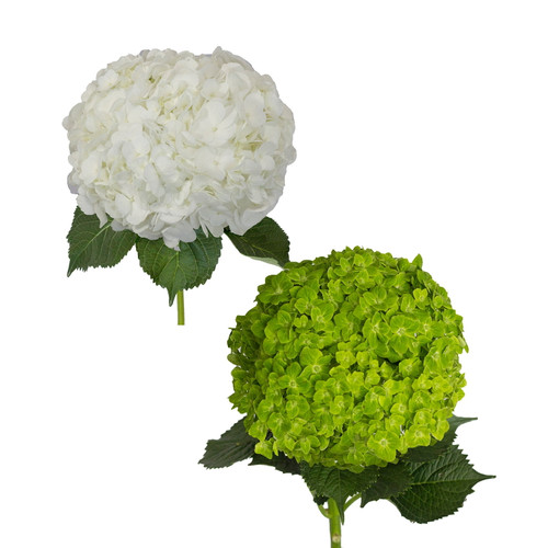 Hydrangeas 30 Stems Of White And Emerald Green Fresh Cut Flowers By Bloomingmore