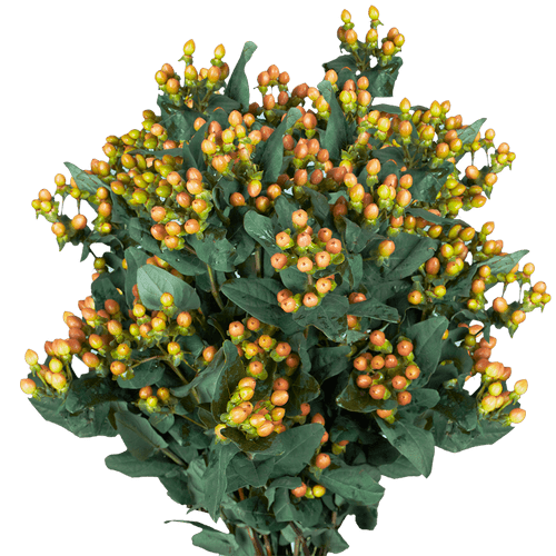 30 Stems Of Orange Hypericum Flowers 30 Stems- Beautiful Fresh Cut Flowers- Express Delivery