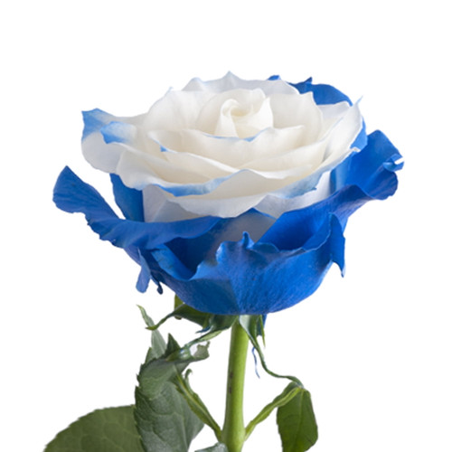 Blue Fairy Roses - 50 Cm - Fresh Cut Flowers - 50 Stems - By Bloomingmore