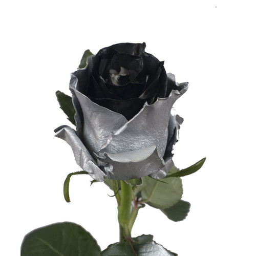 Painted Marshmallow Silver & Black Roses 50 Cm - Fresh Cut - 50 Stems