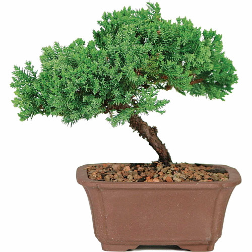 Brussel's Green Mound Juniper Bonsai - Small - (outdoor) Not Sold In California