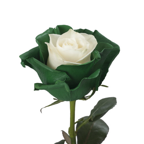 Painted Marshmallow White & Green Roses - 50 Cm - Fresh Cut Flowers - 50 Stems - By Bloomingmore