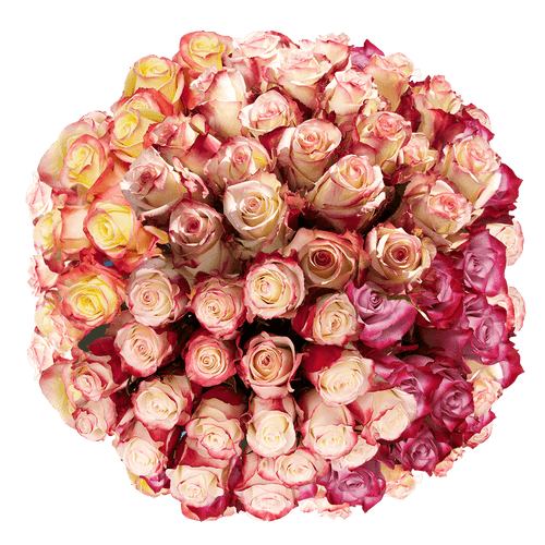 50 Multicolor Rose