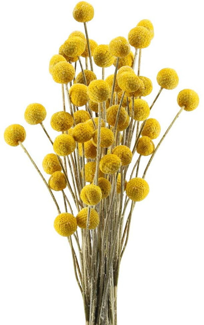 10pcs Natural Dried Flowers Craspedia Billy Balls Flowers Dried Billy Buttons Floral Bouquet For Arrangements Wedding Home Tall Vase Decor Yellow