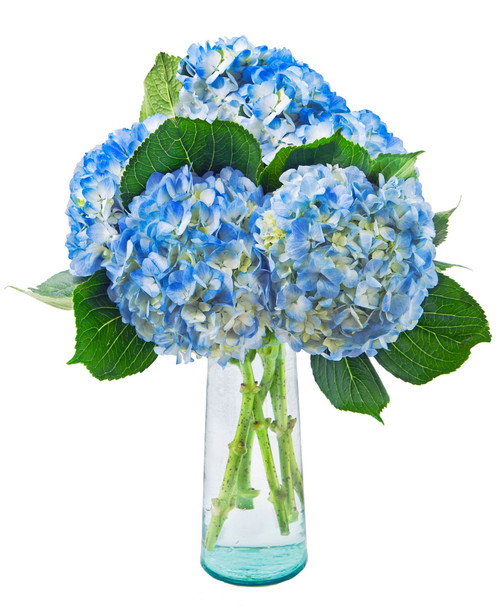 5 Fresh-cut Blue Hydrangea By Arabella Bouquets With A Free, Hand-blown Glass Vase (fresh-cut Flowers)