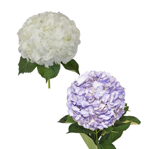 Hydrangeas 30 Stems Of White And Painted Lavender Farm Direct Fresh Cut Flowers By Bloomingmore