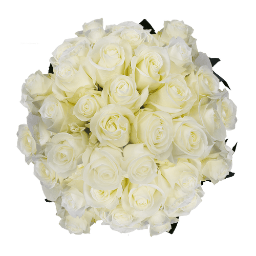 150 X Long Stems Of Proud Roses- Fresh Flower Delivery