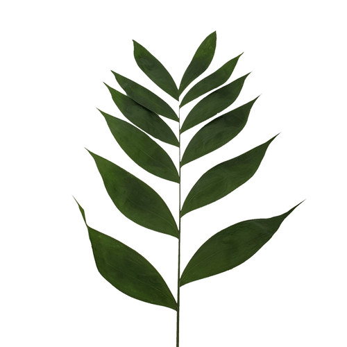 Bloomingmore Everyday Greenery Jade Palm - Fresh Cut - 160 Stems