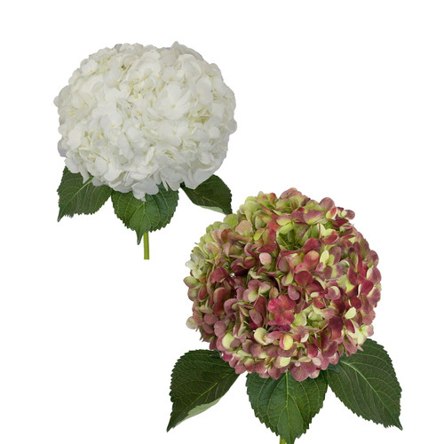 Hydrangeas Jumbo 12 Stems Of White And Antique Red Farm Direct Fresh Cut Flowers By Bloomingmore