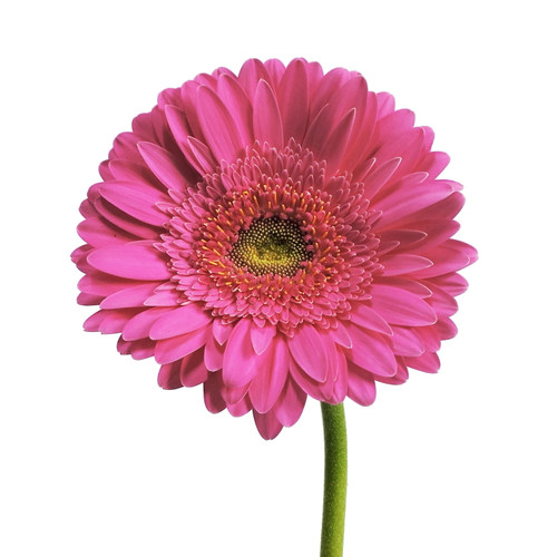 Hot Pink Gerberas 50 Cm Fresh Cut - 100 Stems