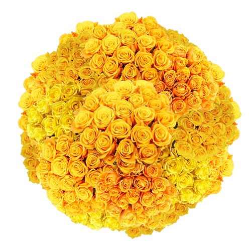 200 Stems Of Gold Strike Roses- Fresh Flower Delivery