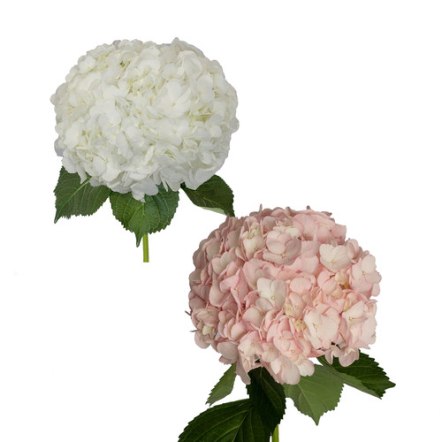 White And Painted Light Pink - Hydrangeas - Fresh Cut Flowers - 30 Stems - By Bloomingmore