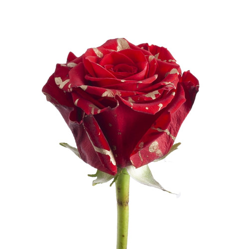 "painted Golden Confetti" Roses - 50 Cm - Fresh Cut Flowers - 50 Stems - Roses - By Bloomingmore