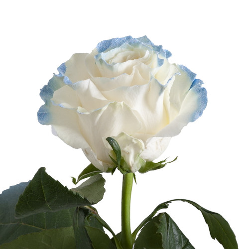 Painted Neige Blue Roses 50 Cm - Fresh Cut - 50 Stems