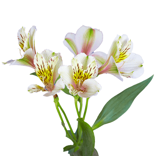 60 Stems Of Cream Select Alstroemerias- Beautiful Fresh Cut Flowers- Express Delivery