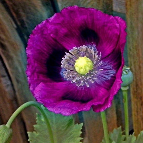 Poppy Seeds - Laurens Grape - Packet - Purple Flower Seeds,  Open Pollinated Seed  Attracts Bees, Attracts Butterflies, Attracts Pollinators, Easy To Grow & Maintain, Container Garden