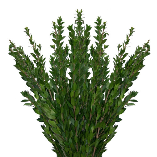 Natural Myrtle - Fresh Cut - 100 Stems