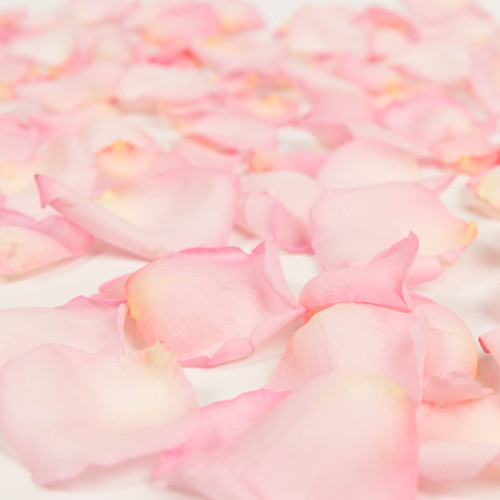 Rose Petals 3 Bags Of Pink Farm Direct Fresh Cut Flower Petals By Bloomingmore