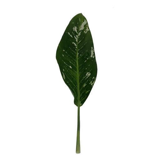 Lime Dieffenbacha Leaves - Fresh Cut - 50 Stems