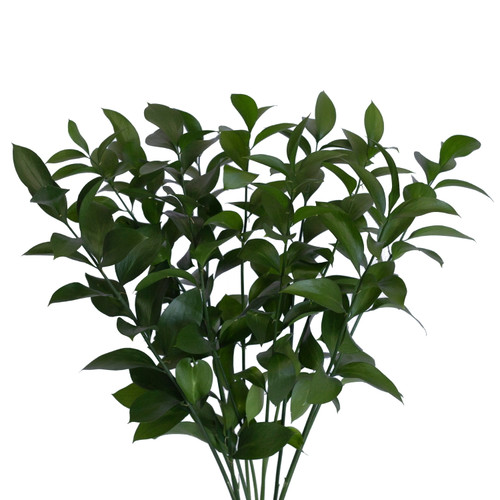Israeli Ruscus 100 Stems Of 50 Cm Fresh Cut Greenery Green Filler Farm Direct By Bloomingmore