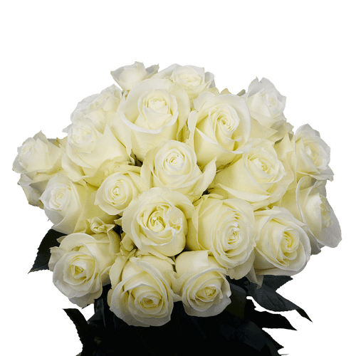 50 Stems Of Proud Roses- Fresh Flower Delivery