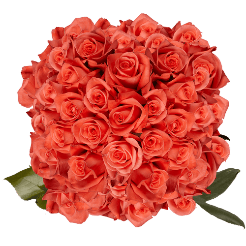 150 X Long Stems Of Movie Star Roses- Fresh Flower Delivery