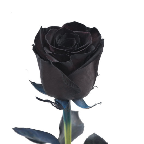 Tinted Roses 50 Stems Of 50 Cm Black Farm Direct Fresh Cut Flowers By Bloomingmore