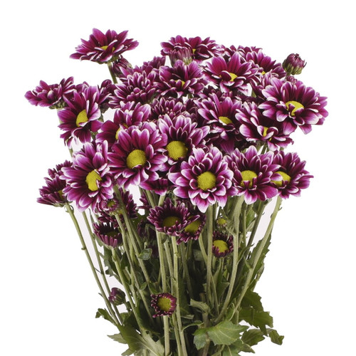 Purple Daisies - Fresh Cut Flowers - 60 Stems - By Bloomingmore
