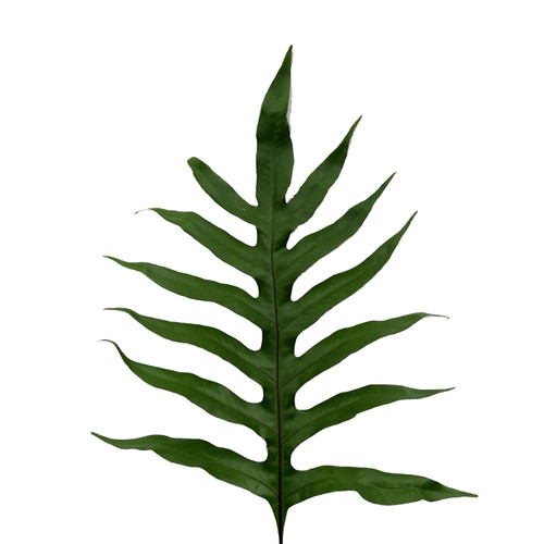 Foliate Fern - Fresh Cut - 75 Stems