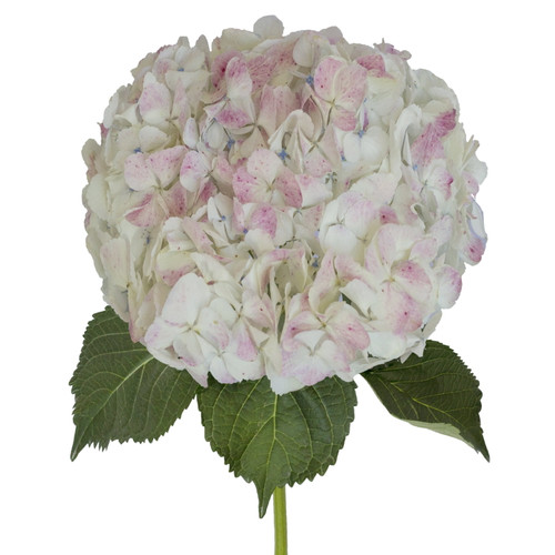 Hydrangeas Jumbo 12 Stems Of Antique Pink Farm Direct Fresh Cut Flowers By Bloomingmore