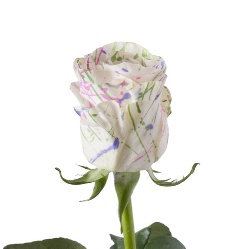 Painted Sugar Mom Confetti Roses 50 Cm - Fresh Cut - 50 Stems