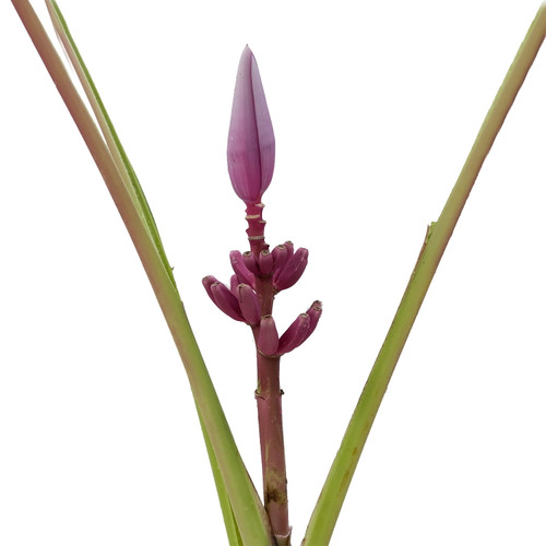 Musa Royal - Fresh Cut - 4 Stems