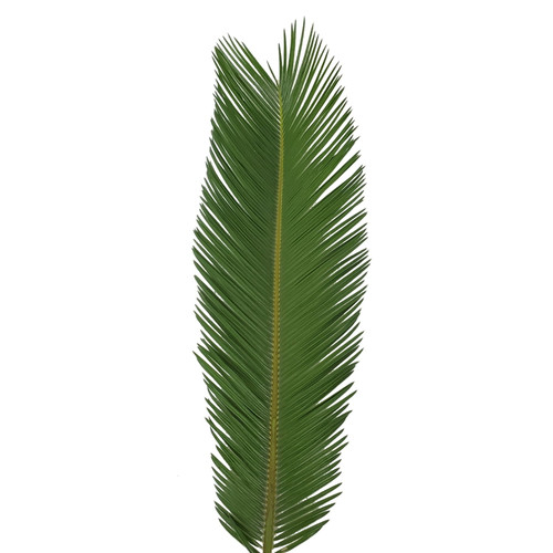 Bloomingmore Everyday Greenery King Sago Palm 5 Ft. - Fresh Cut - 150 Stems