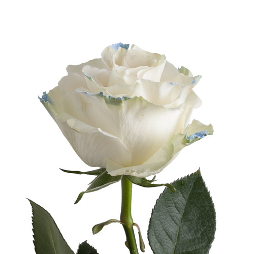 Painted Neige Claire Roses 50 Cm - Fresh Cut - 50 Stems