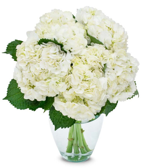 From You Flowers - White Hydrangea Bouquet With Free Vase (fresh Flowers)