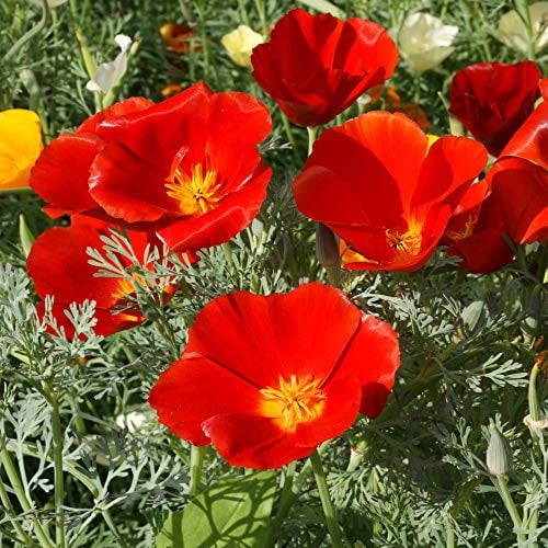 Red Chief Poppy Seeds, 2000+ Heirloom Seeds Per Packet, (isla's Garden Seeds), Non Gmo Seeds, Scientific Name: Eschscholzia Californica