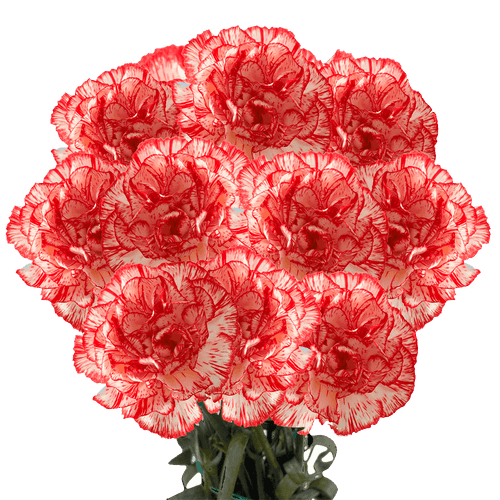 100 Stems Of Peppermint Carnations