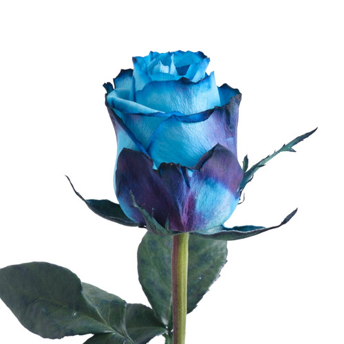 Painted Avatar Roses - 50 Cm - Fresh Cut Flowers - 50 Stems - By Bloomingmore